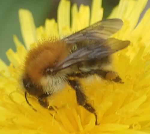 Bombus pascuorum